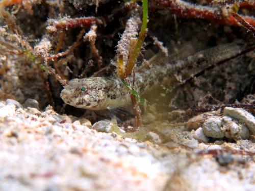 Gobius couchi