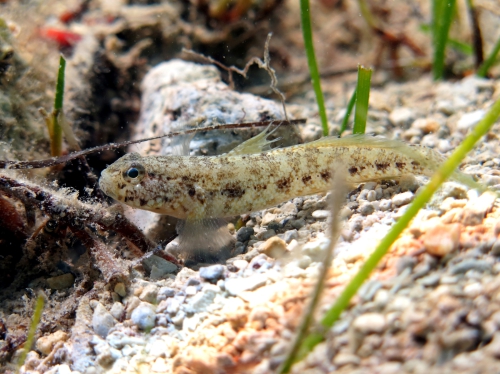 Gobius couchi