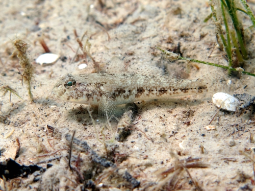 Gobius niger (juvenile)