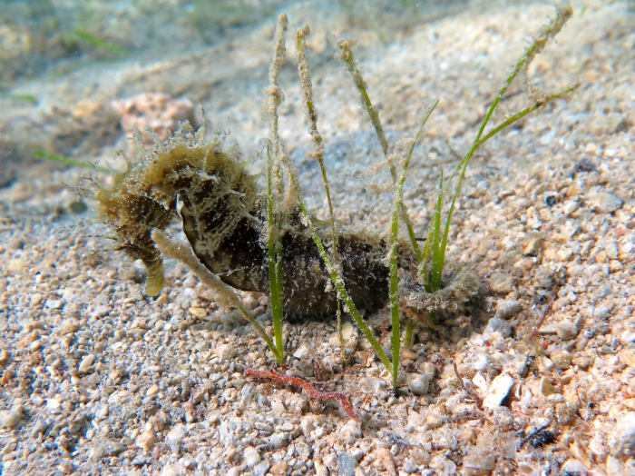 Hippocampus guttulatus Hippocampus guttulatus