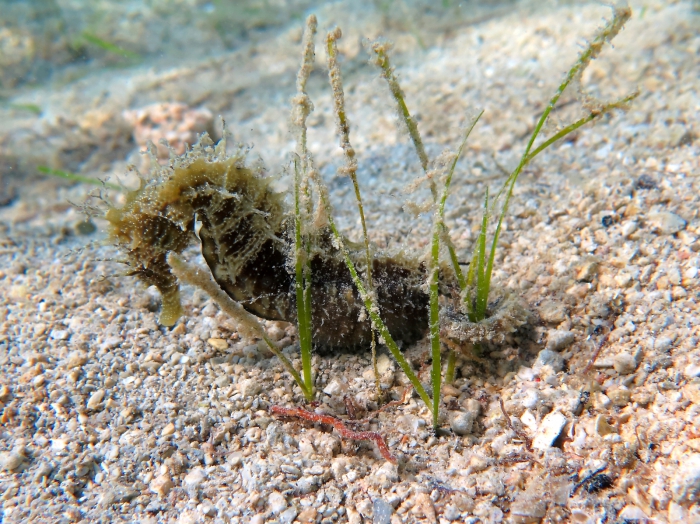 Hippocampus guttulatus