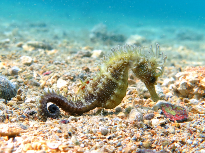 Hippocampus guttulatus