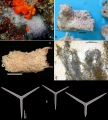 Porifera (sponges)