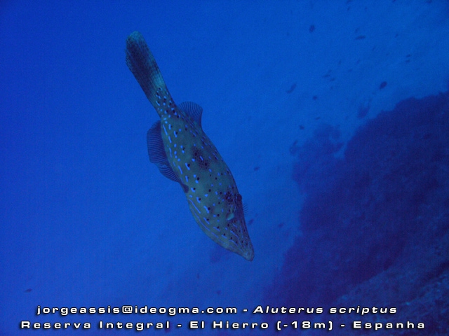 Aluterus scriptus Aluterus scriptus