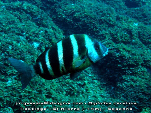 Diplodus cervinus