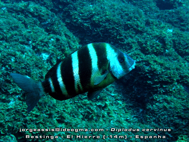 Diplodus cervinus Diplodus cervinus