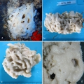 Porifera (sponges)