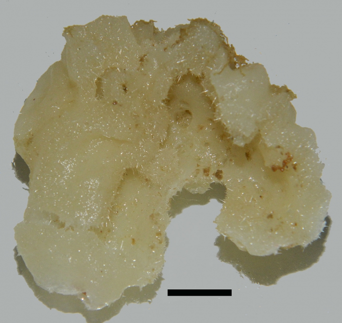 Leucandra mozambiquensis habitus Leucandra mozambiquensis habitus