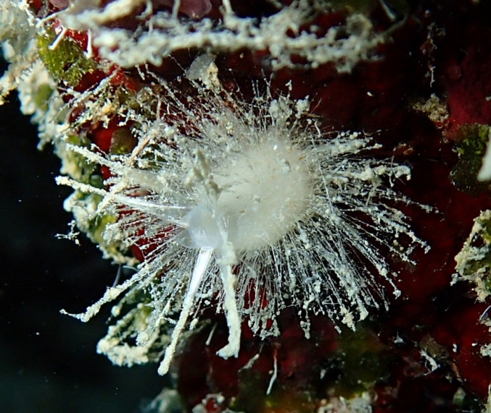 Grantessa woerheidei habitus Grantessa woerheidei habitus