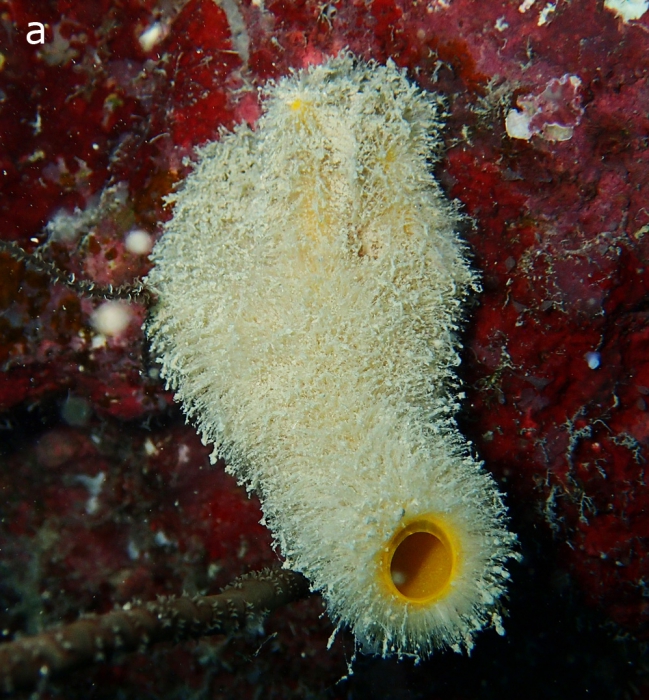 Sycettusa hirsutissima habitus Sycettusa hirsutissima habitus