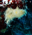 Porifera (sponges)