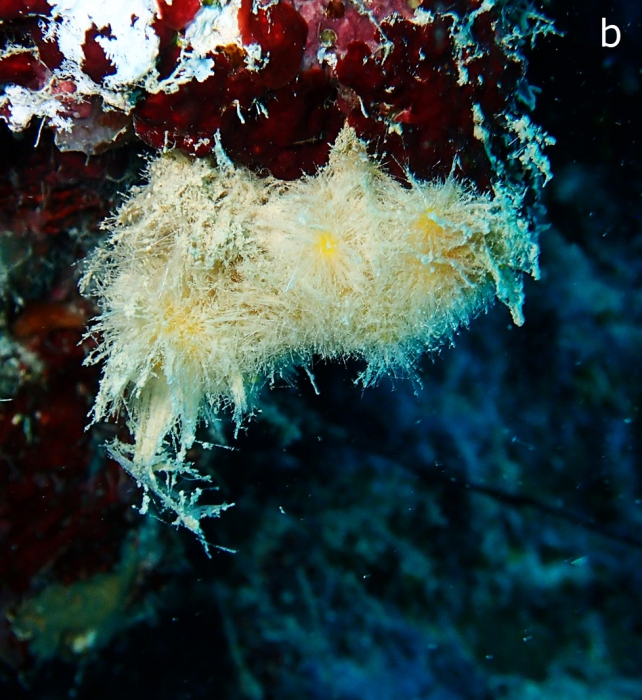 Sycettusa hirsutissima habitus 2 Sycettusa hirsutissima habitus 2