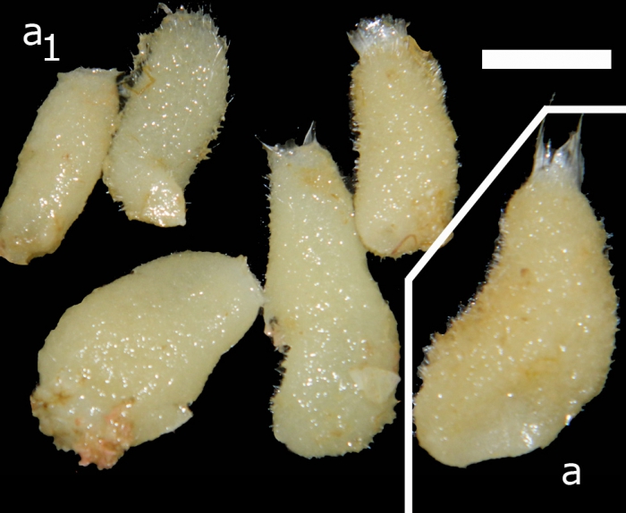 Paraleucilla erpenbecki habitus Paraleucilla erpenbecki habitus