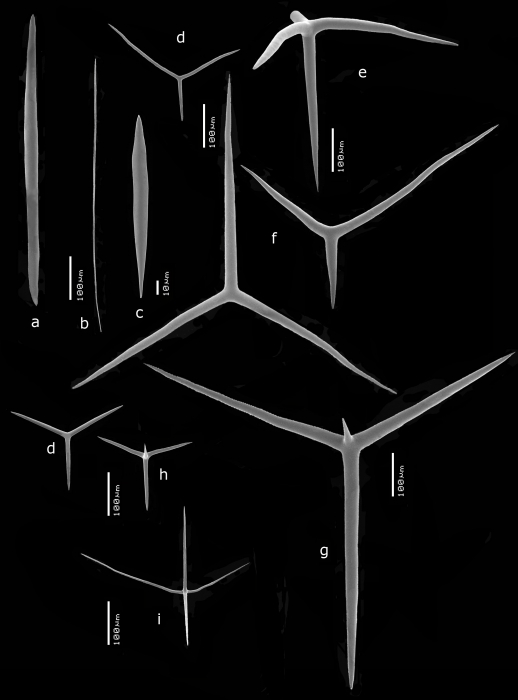 Paraleucilla erpenbecki spicules