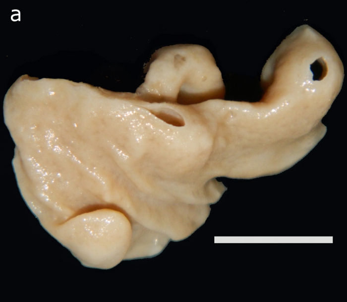 Kebira tetractinifera habitus Kebira tetractinifera habitus