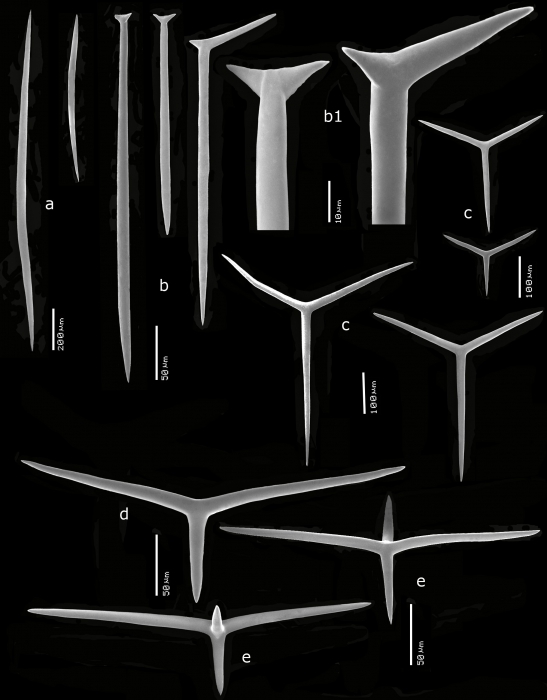 Kebira tetractinifera spicules Kebira tetractinifera spicules