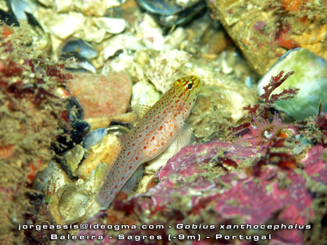 Gobius xanthocephalus Gobius xanthocephalus