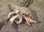 Pagurus defensus, 310 m Gulf of Mexico

Image courtesy of the NOAA Office of Ocean Exploration and Research, Gulf of Mexico 2018. Identification from photograph by M. Wicksten.