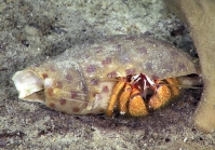 Petrochirus diogenes, 322 m Gulf of Mexico

Image courtesy of the NOAA Office of Ocean Exploration and Research, Gulf of Mexico 2018. Identification from photograph by M. Wicksten.