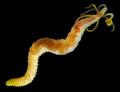 Polychaeta (bristle worms)