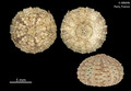 Echinodermata (echinoderms)