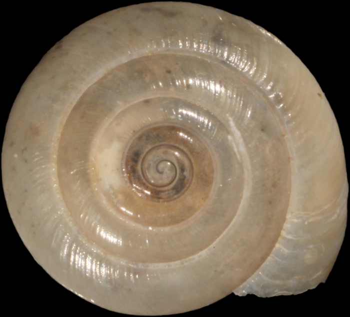 Helix camelina Bourguignat, 1852