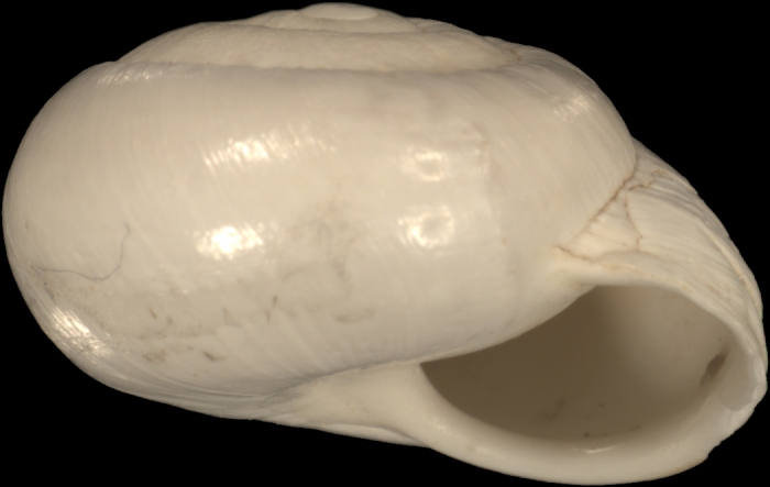 Helix prophetarum Bourguignat, 1852 Helix prophetarum Bourguignat, 1852