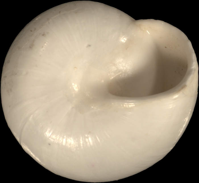 Helix prophetarum Bourguignat, 1852 Helix prophetarum Bourguignat, 1852