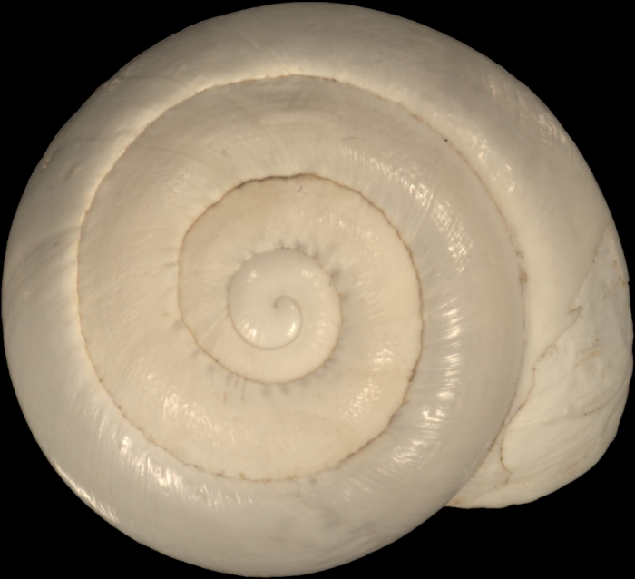 Helix prophetarum Bourguignat, 1852