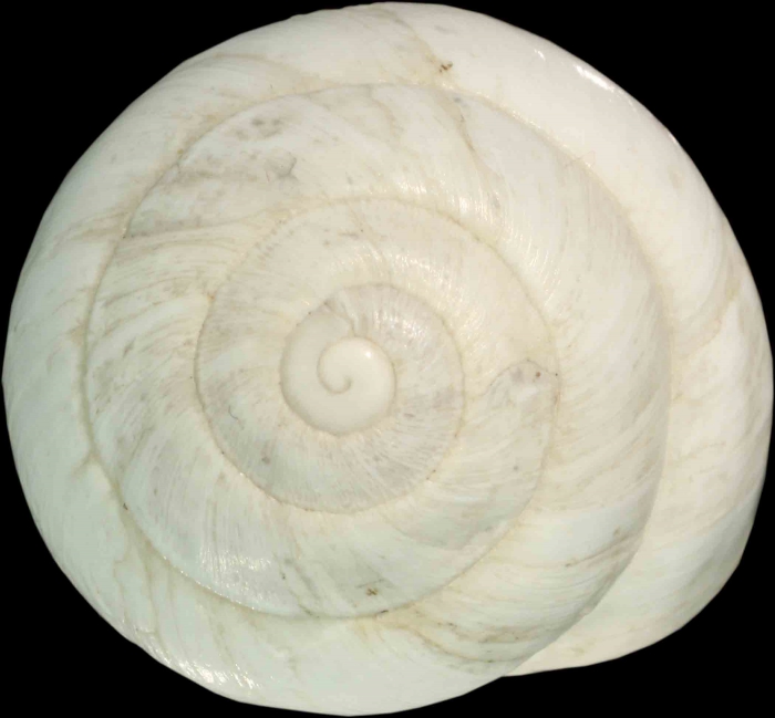 Helix candidissima Drapanaud, 1801