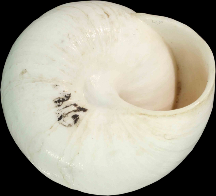 Helix candidissima Drapanaud, 1801