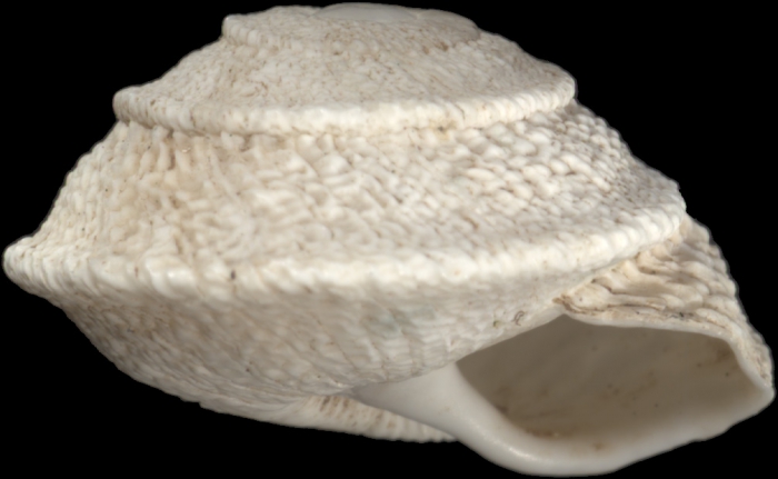 Sphincterochila tunetana (L. Pfeiffer, 1850)