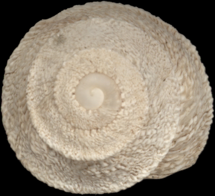 Sphincterochila tunetana (L. Pfeiffer, 1850)