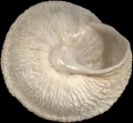 Mollusca (molluscs)