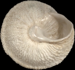 Sphincterochila tunetana (L. Pfeiffer, 1850)