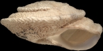 Sphincterochila tunetana (L. Pfeiffer, 1850)