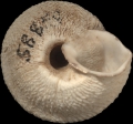 Mollusca (molluscs)