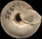 Sphincterochila tunetana (L. Pfeiffer, 1850)