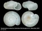 Spelaeodiscus albanicus edentatus Páll-Gergely & P. L. Reischütz, 2018, holotype