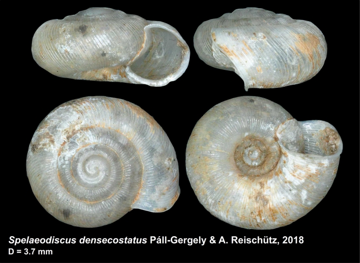 Spelaeodiscus densecostatus Páll-Gergely & A. Reischütz, 2018, holotype
