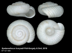 Spelaeodiscus hunyadii Páll-Gergely & Deli, 2018, holotype