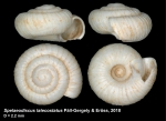 Spelaeodiscus latecostatus Páll-Gergely & Erőss, 2018, holotype