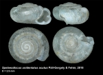 Spelaeodiscus unidentatus acutus Páll-Gergely & Fehér, 2018, holotype