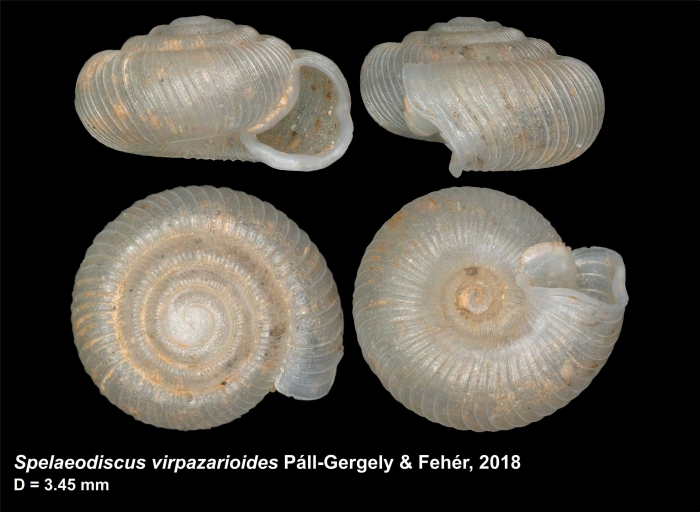 Spelaeodiscus virpazarioides Páll-Gergely & Fehér, 2018, holotype