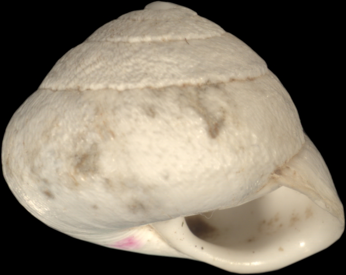 Helix fimbriata Bourguignat, 1852 Helix fimbriata Bourguignat, 1852