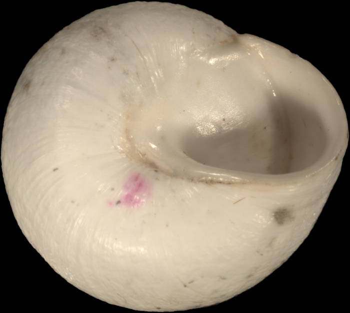 Helix fimbriata Bourguignat, 1852