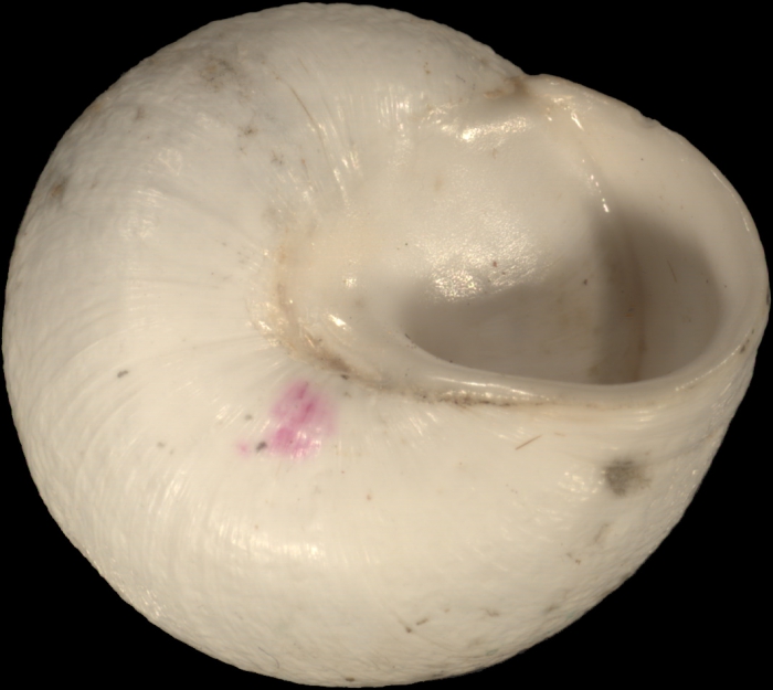 Helix fimbriata Bourguignat, 1852 Helix fimbriata Bourguignat, 1852