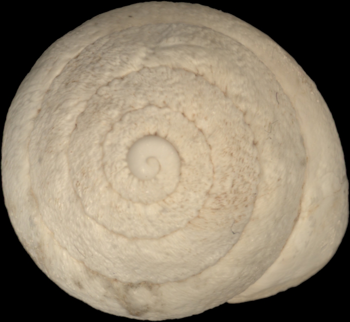 Helix fimbriata Bourguignat, 1852