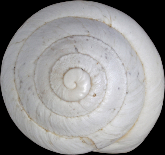 Helix candidissima var. hierochuntina Mousson, 1861 Helix candidissima var. hierochuntina Mousson, 1861