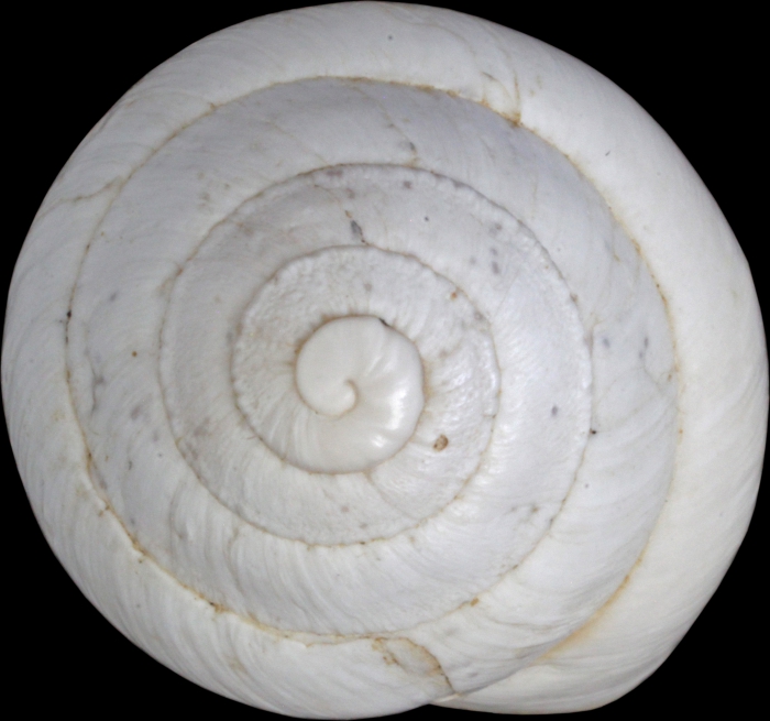 Helix candidissima var. hierochuntina Mousson, 1861